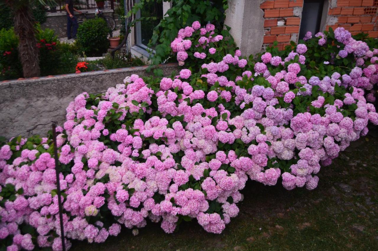 The Air Home Ohrid Bagian luar foto